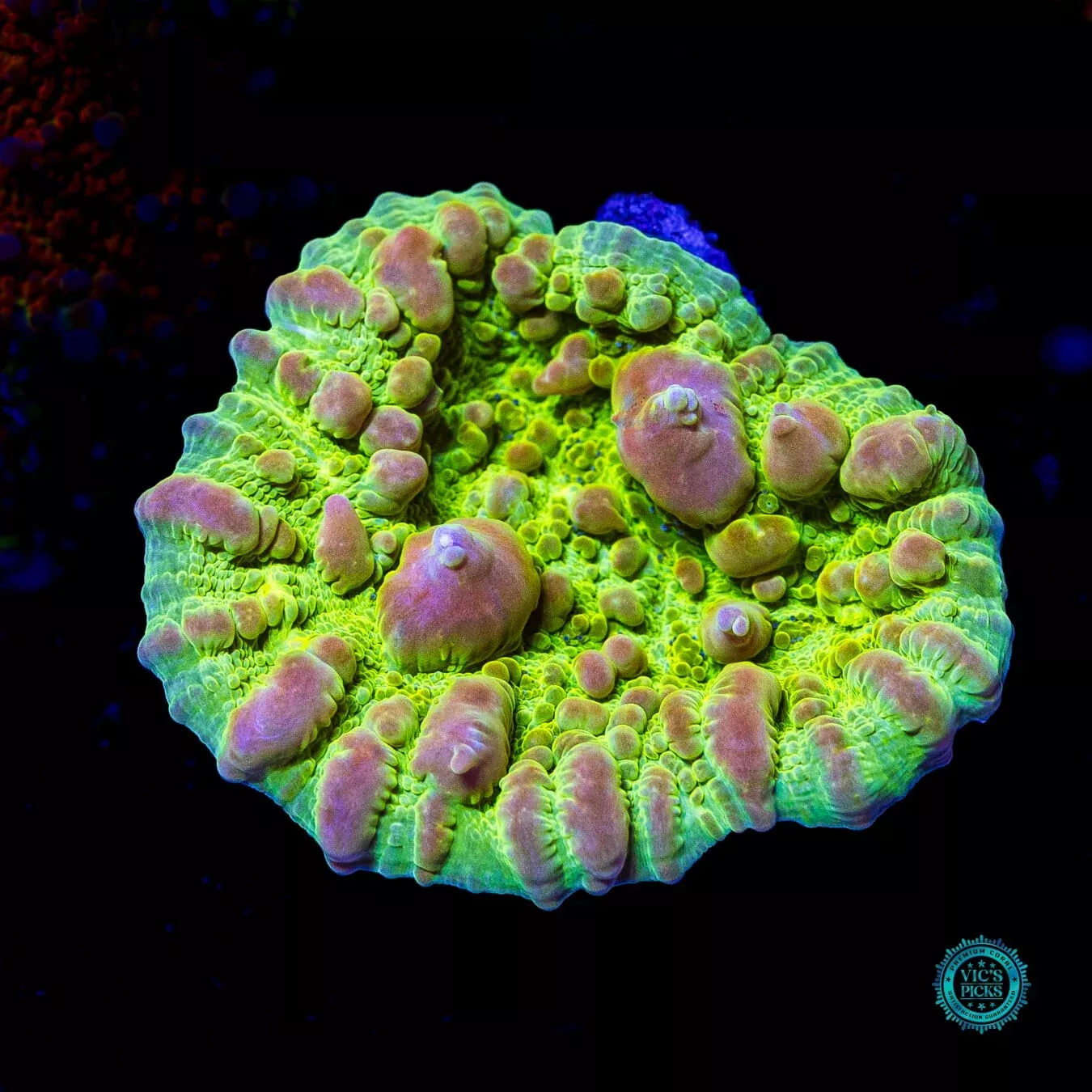 wwc-neon-cosmic-candy-bounce-chalice WWC Neon Cosmic Candy Bounce Chalice
