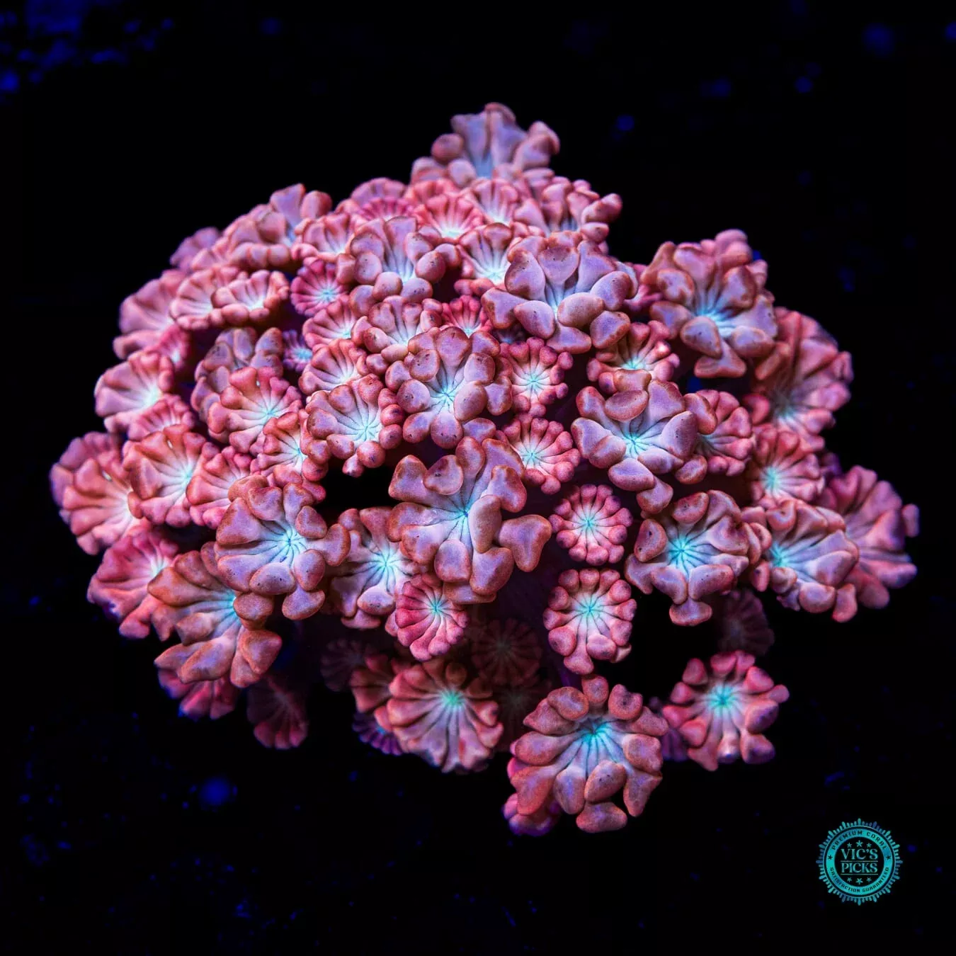 wwc-rose-hologram-alveopora WWC Rose Hologram Alveopora