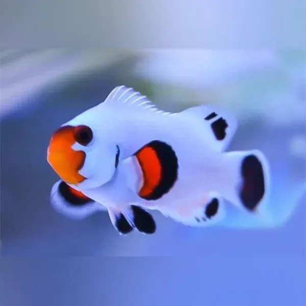 wyoming-white-clownfish Wyoming White Clownfish