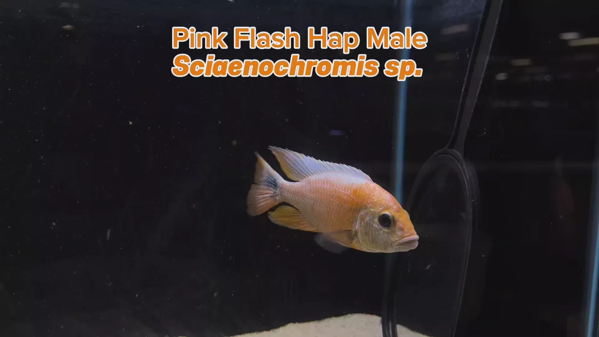 wysiwyg-pink-flash-hap-male WYSIWYG Pink Flash Hap Male