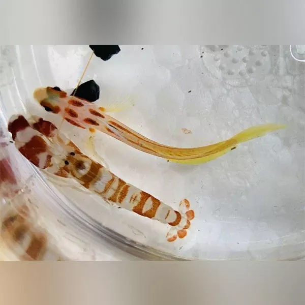 yasha-hase-goby-red-pistol-shrimp-pair Yasha hase Goby and Red Pistol Shrimp (Pair)