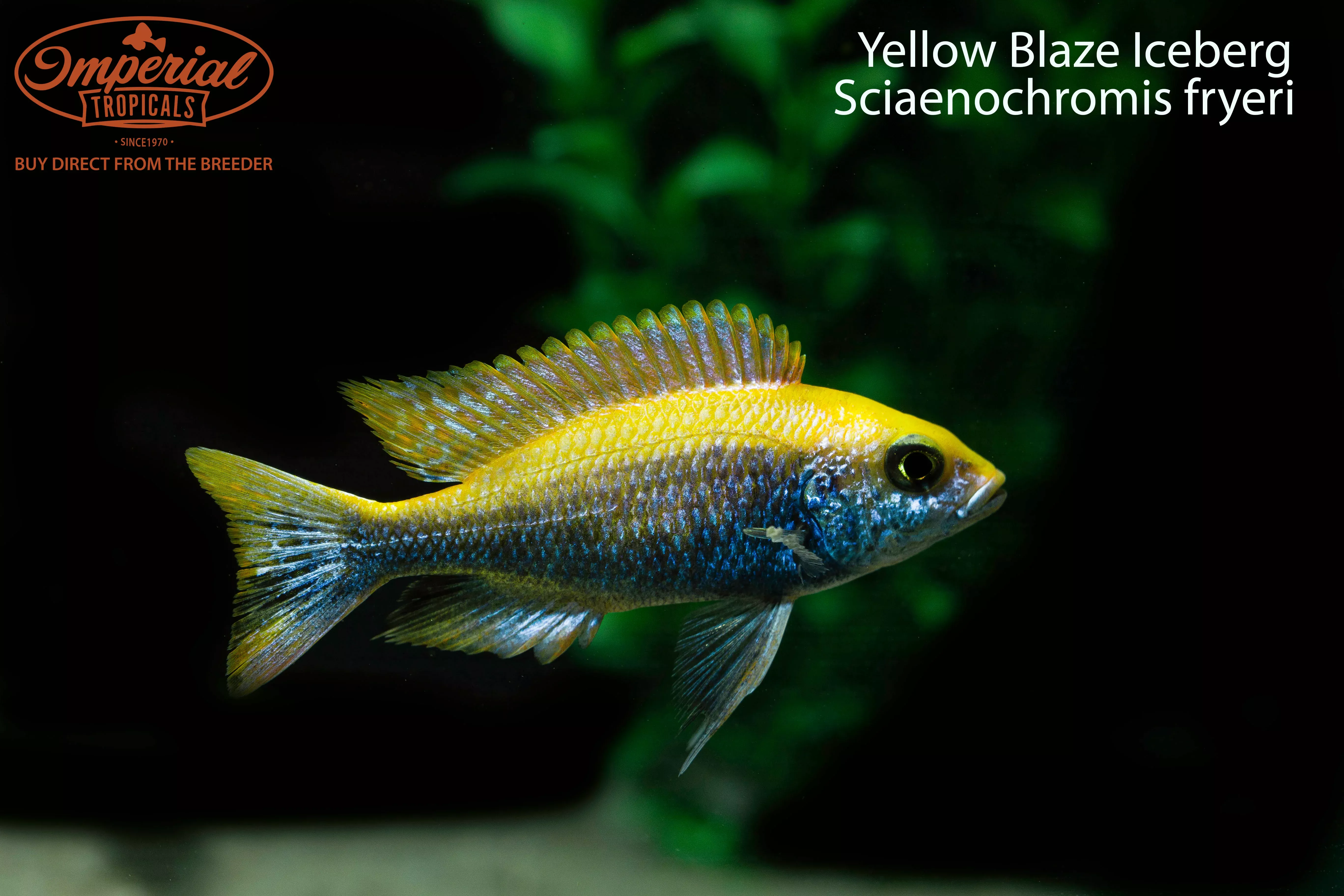 yellow-blaze-iceberg Yellow Blaze Iceberg