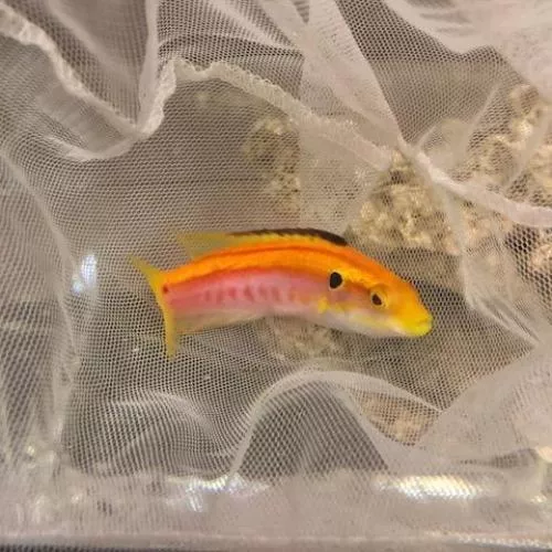 yellow-candy-hogfish Yellow Candy Hogfish
