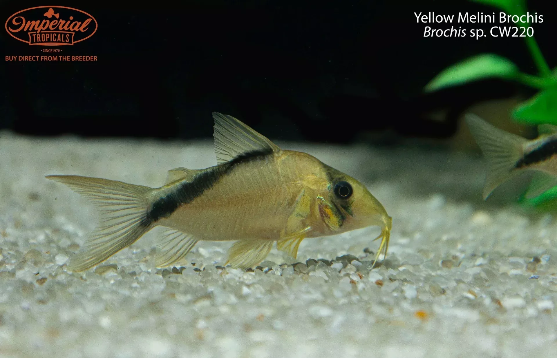 Yellow Melini Brochis (Brochis sp. CW220)