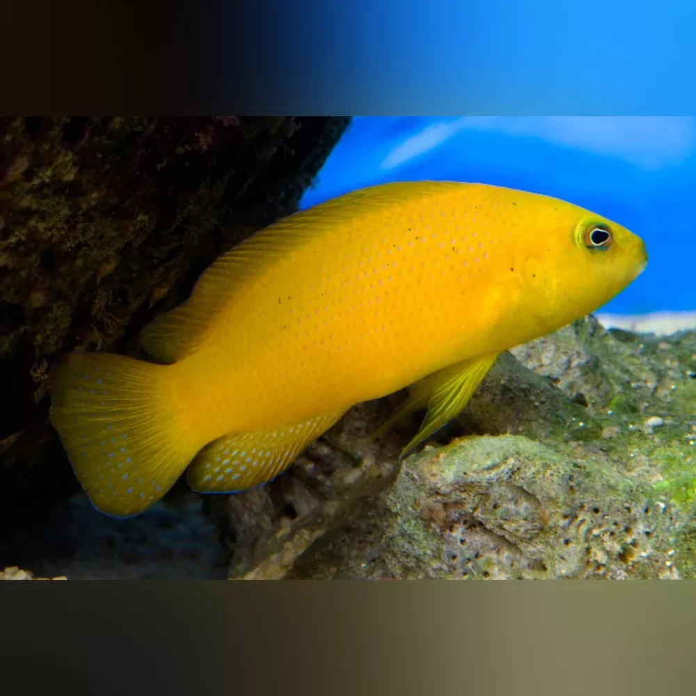 yellow-pseudochromis Yellow Pseudochromis