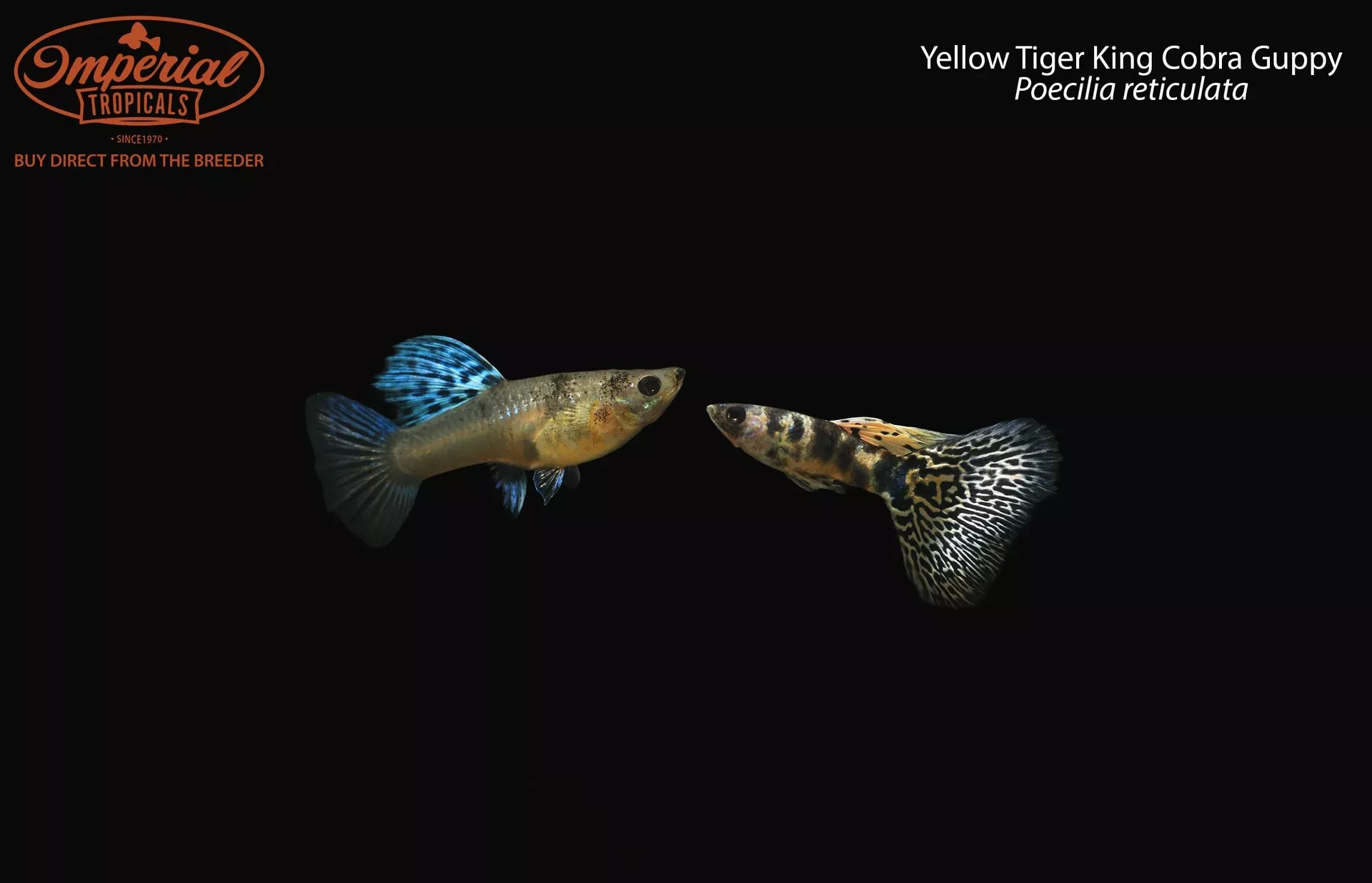 yellow-tiger-king-cobra-guppy-poecilia-reticulata Yellow Tiger King Cobra Guppy (Poecilia reticulata)