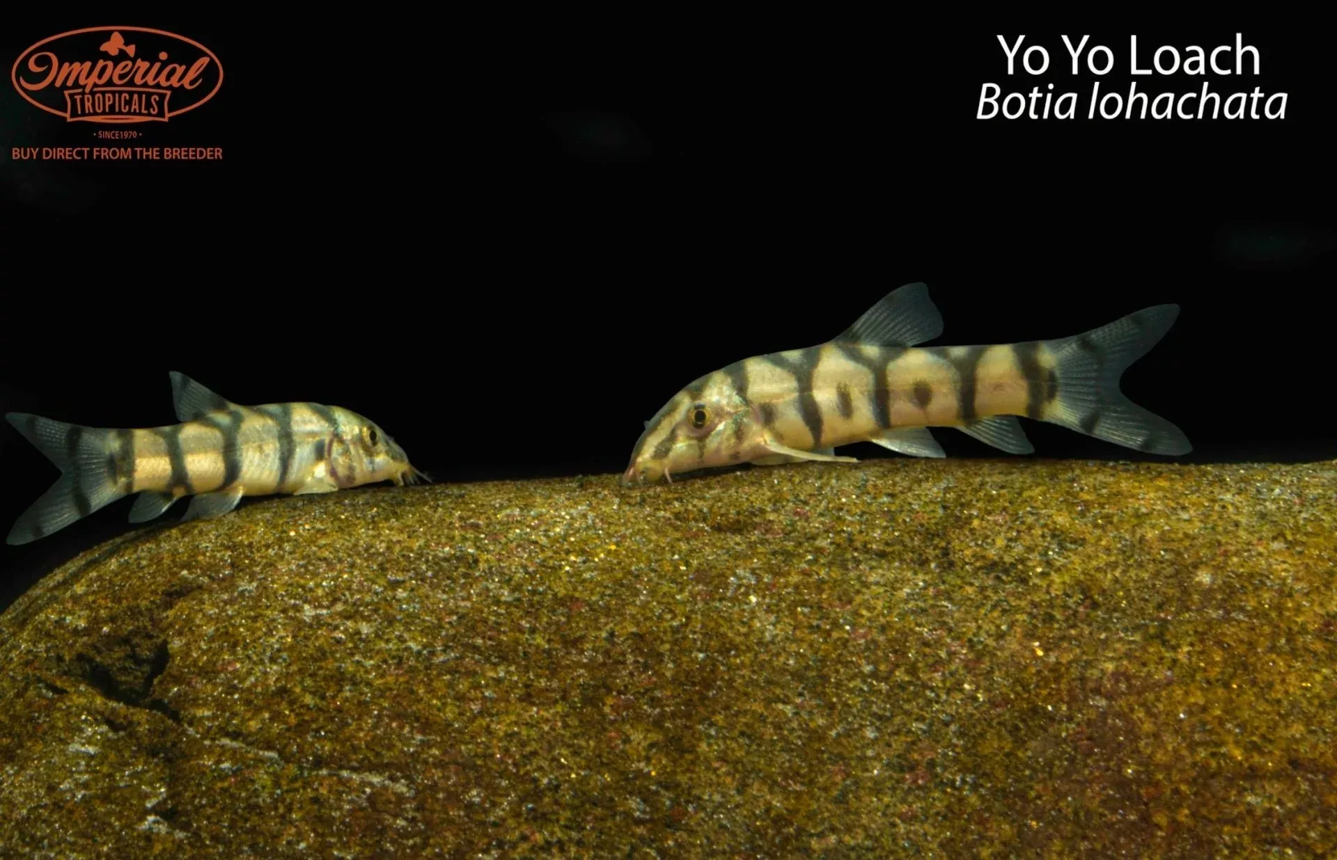 yo-yo-loach Yo Yo Loach