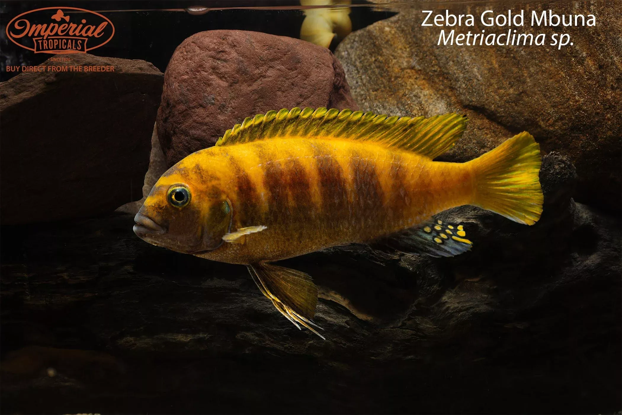 zebra-gold-mbuna Zebra Gold Mbuna