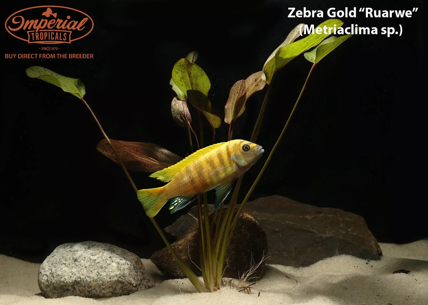 zebra-gold-ruarwe Zebra Gold "Ruarwe"