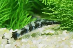 zebra-otocinclus Zebra Otocinclus