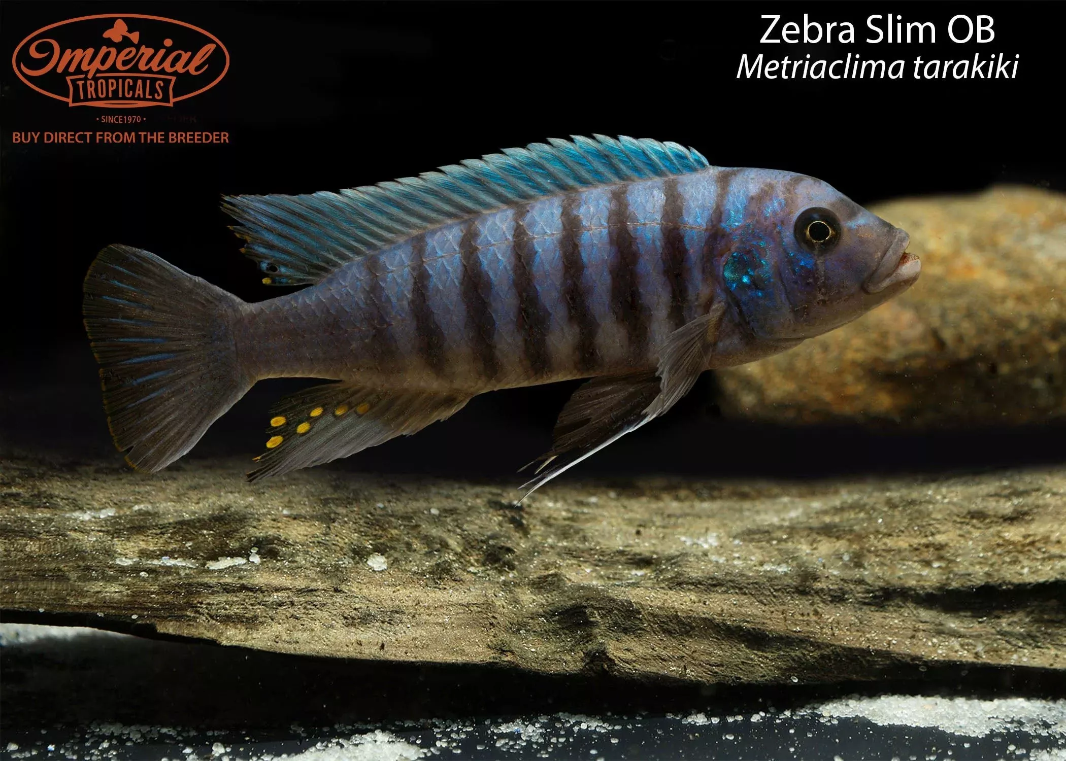 zebra-slim-ob Zebra Slim OB